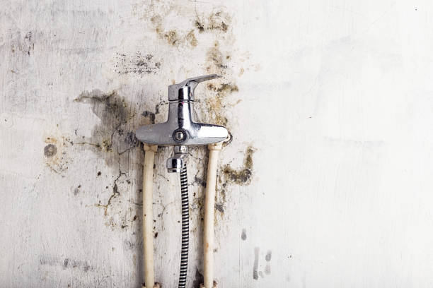 Best Office Mold Removal Services  in Decatur, TN