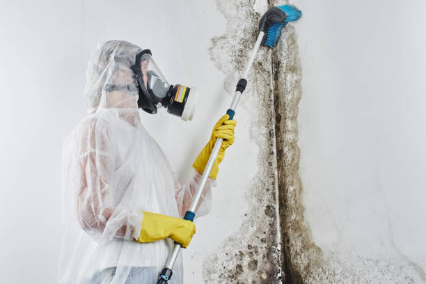 Best Mold Damage Repair  in Decatur, TN