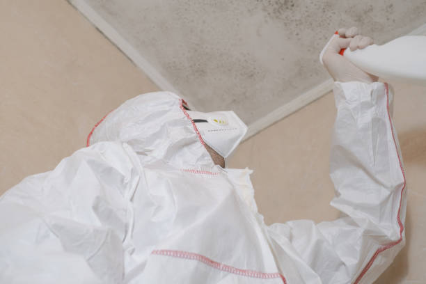 Best Mold Removal Specialists  in Decatur, TN