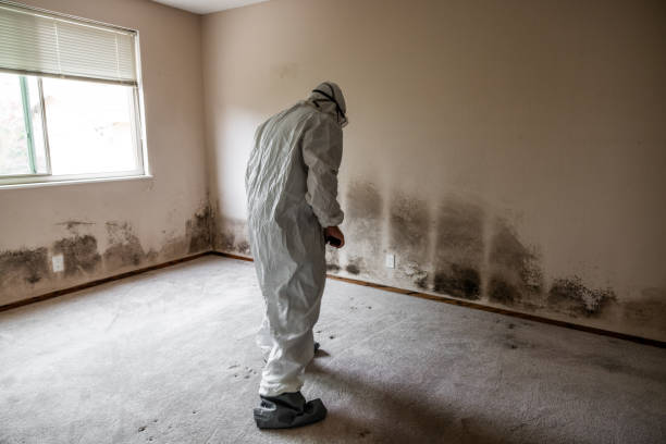 Office Mold Removal Services in Decatur, TN