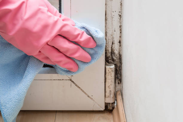 Best Black Mold Removal  in Decatur, TN